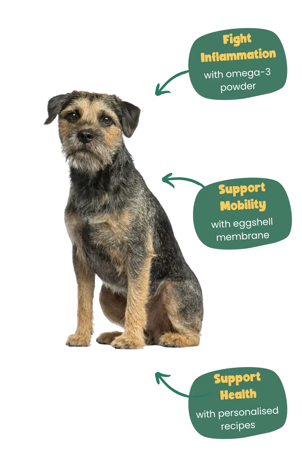 Benefits of Years for a Border Terrier
