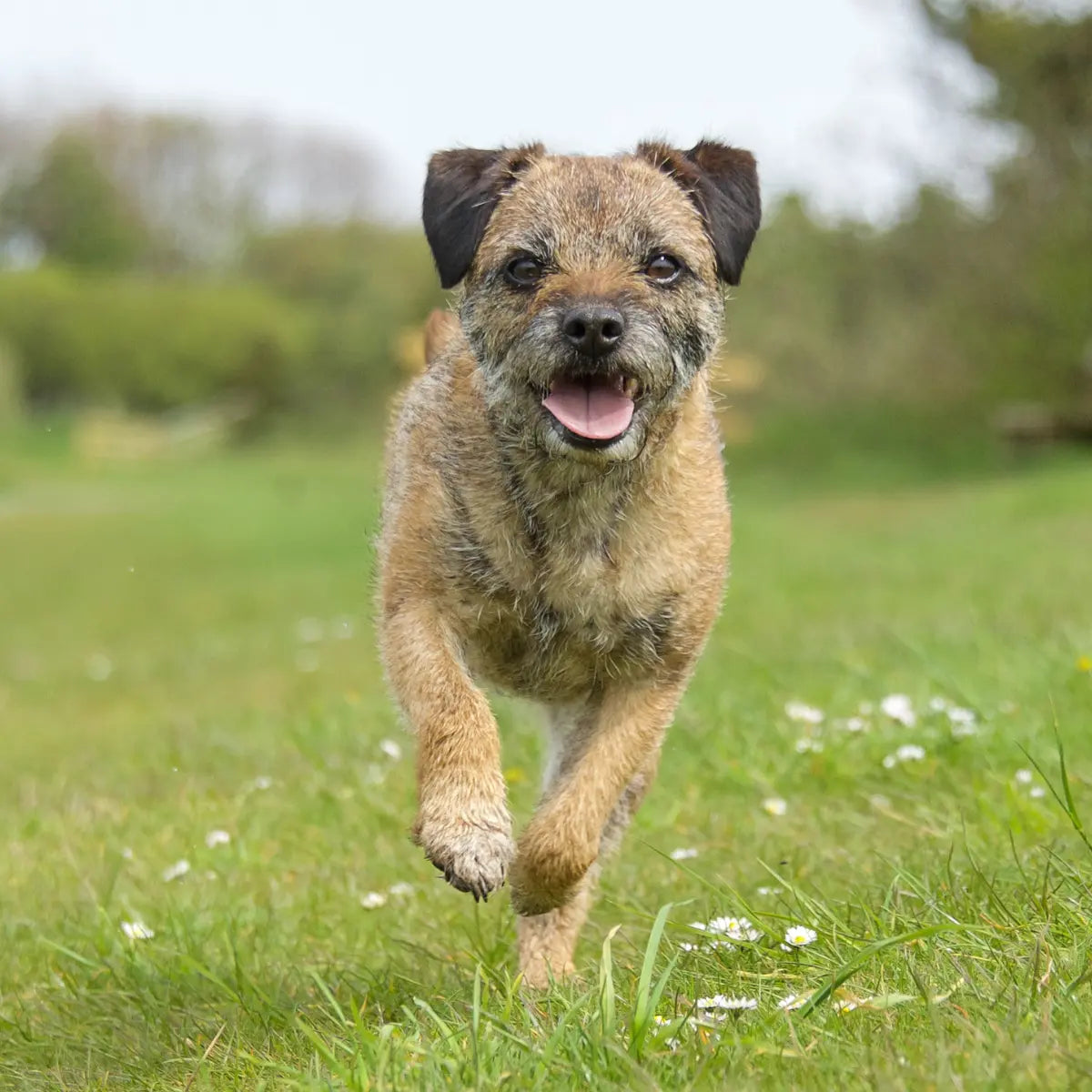 Border terrier Years hero image