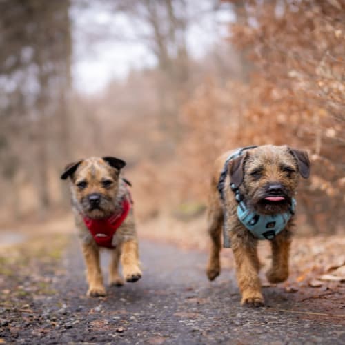Border terriers running in the forest