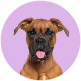 Boxer profile picture