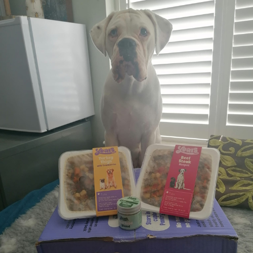 Boxer dog with a Years box and meals