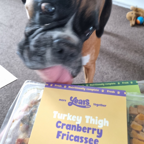 Boxer dog licking a Years meal