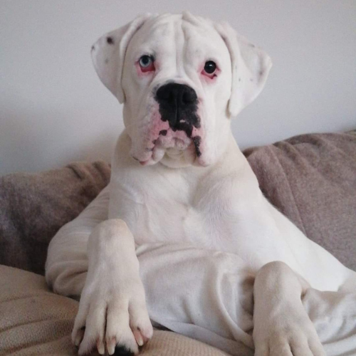 Boxer on a sofa