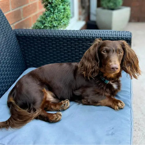brown dachshund on blue sofa