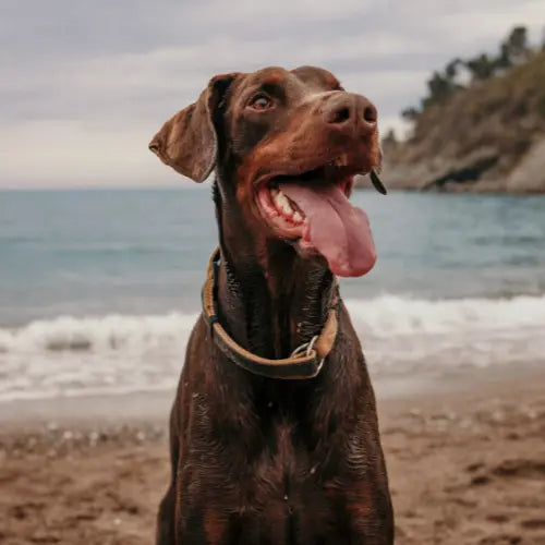 Brown Doberman on the beach