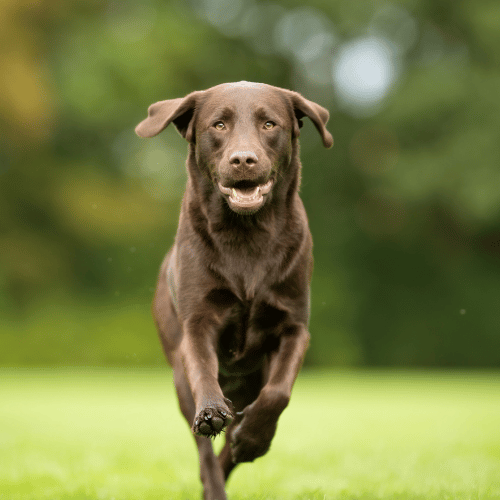 brown Labrador running