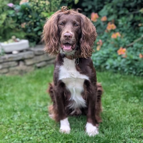 Brown mongrel in a garden