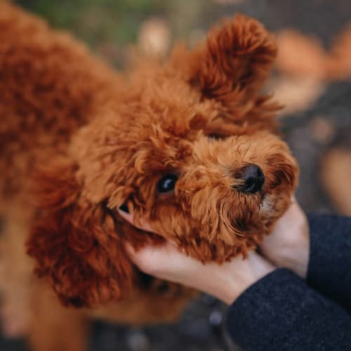 Brown Poodle in hands