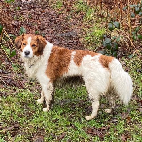 brown and white mixed breed dog