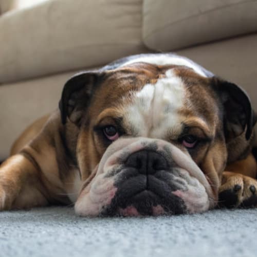 Bulldog on carpet