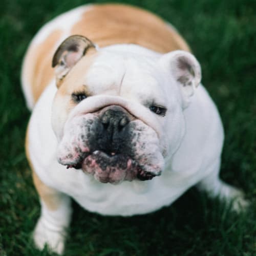 bulldog on grass