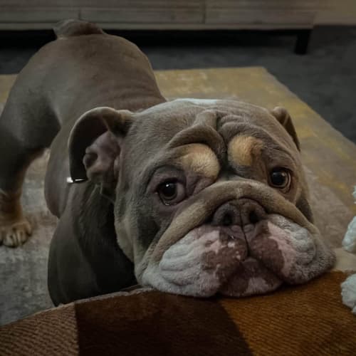 Bulldog on sofa