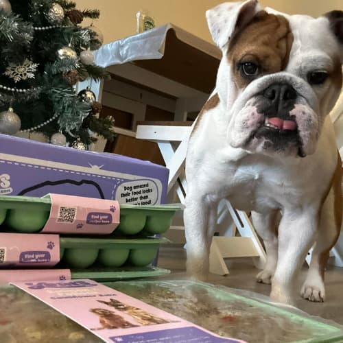 Bulldog with Years Trays