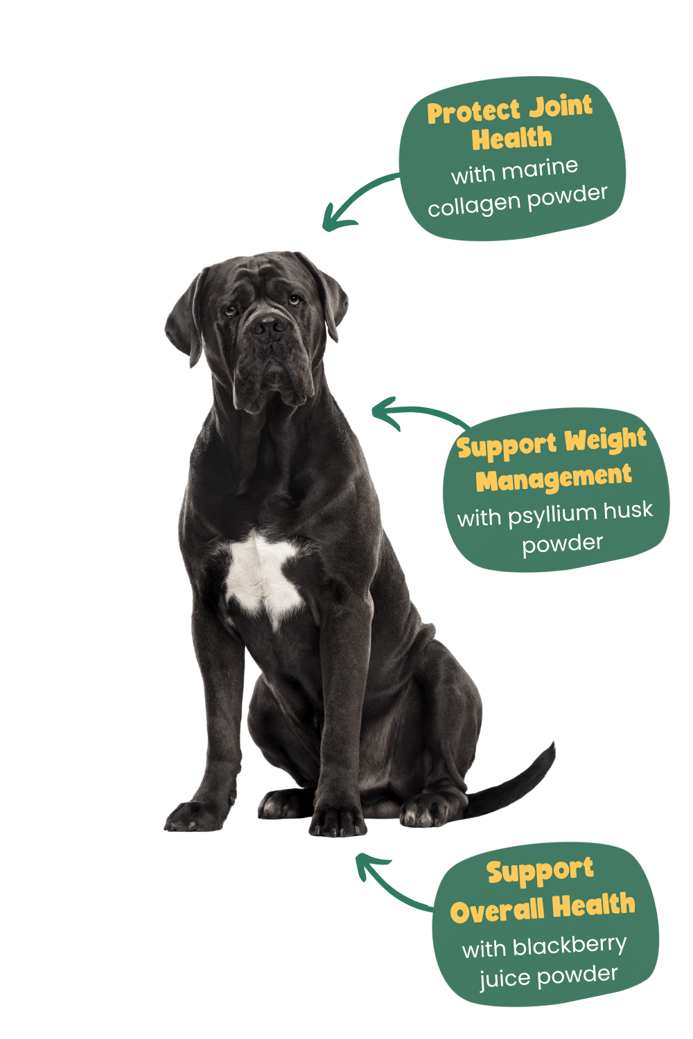 Cane corso years benefits