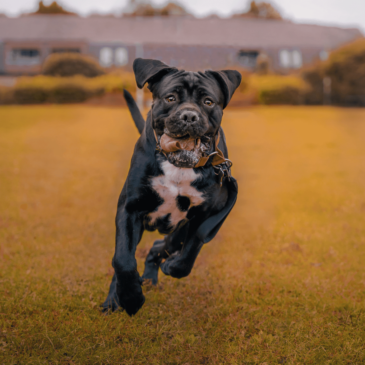 Cane Corso hero image