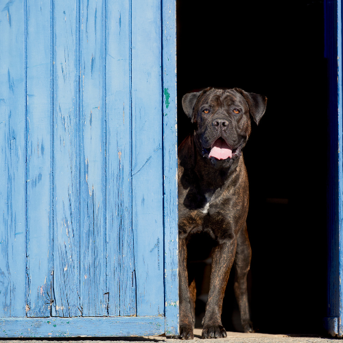 cane corso in the door