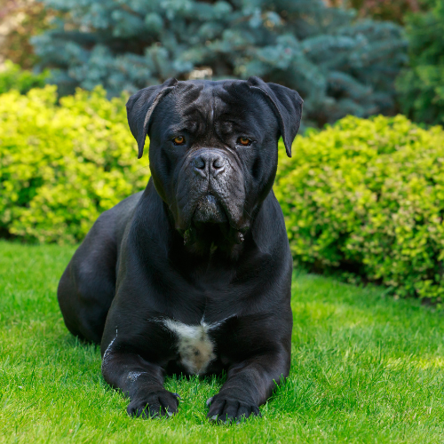 Cane corso in garden