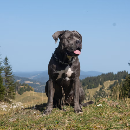 Cane Corso on hill