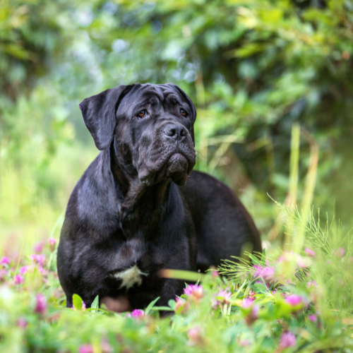 Cane Corso with flowers