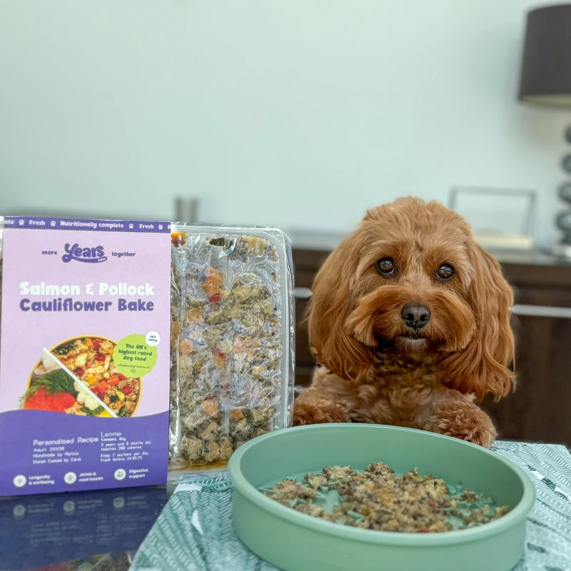 Cavapoo Years dog food