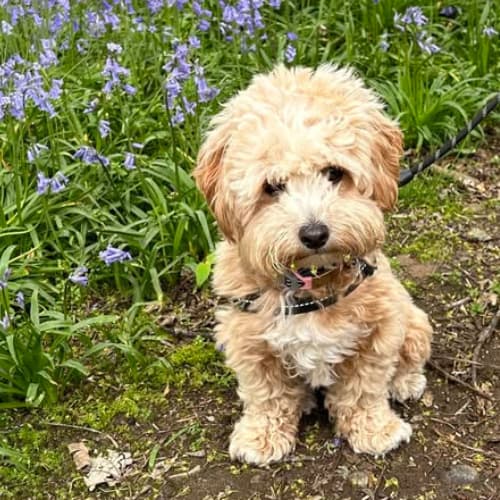 Cavapoo with bluebells