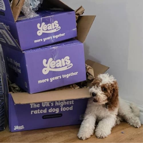 Cavapoo with Years boxes