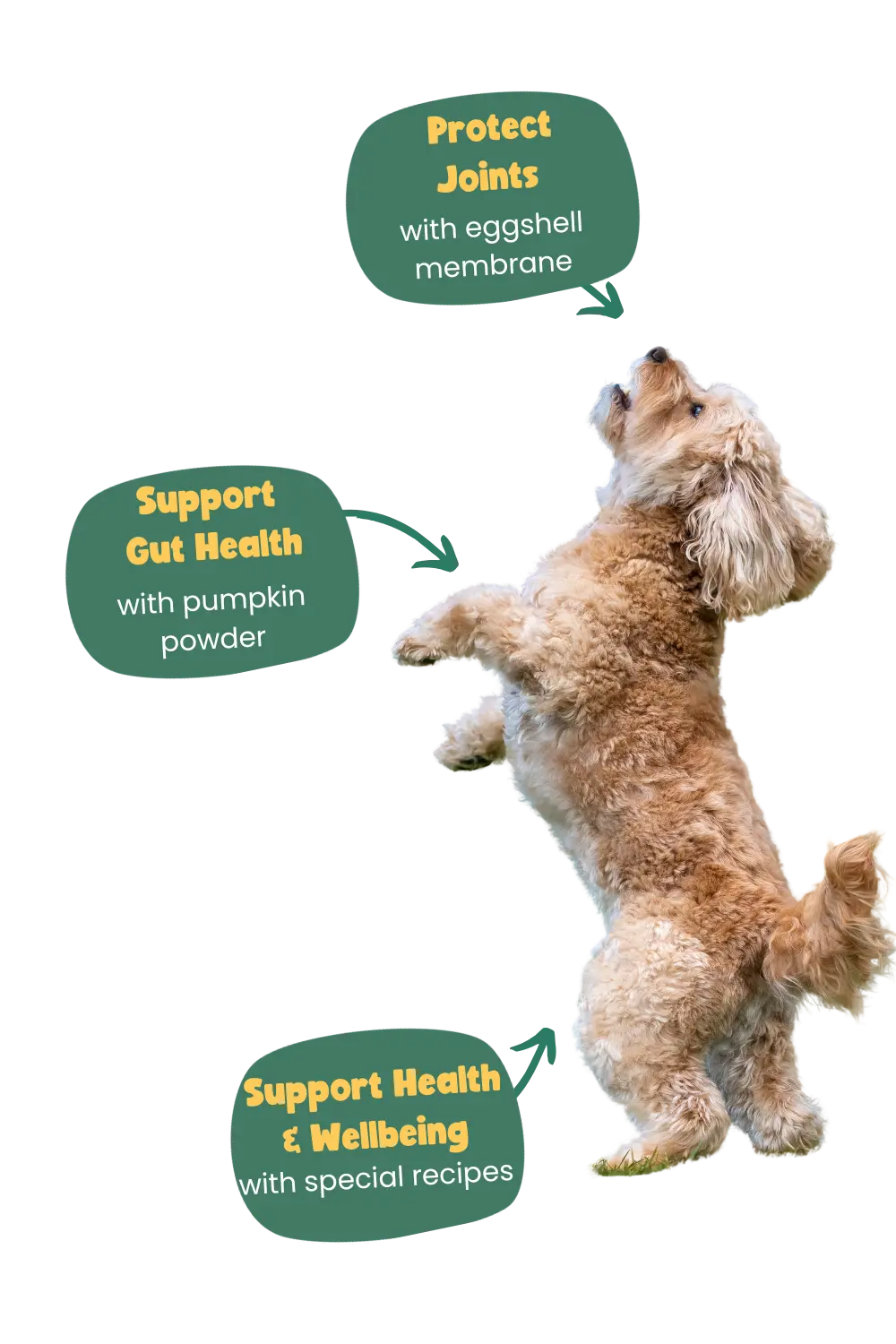 jumping cavapoo years benefits