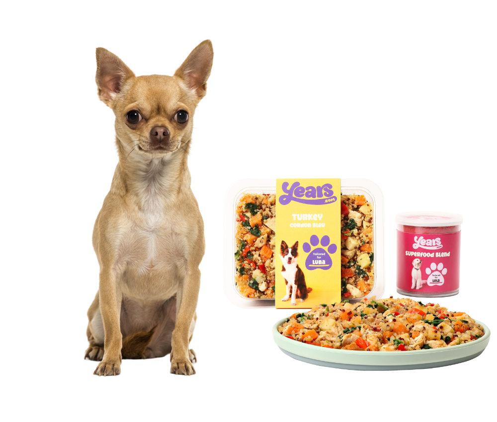 fresh dog food for chihuahua with chihuahua in image