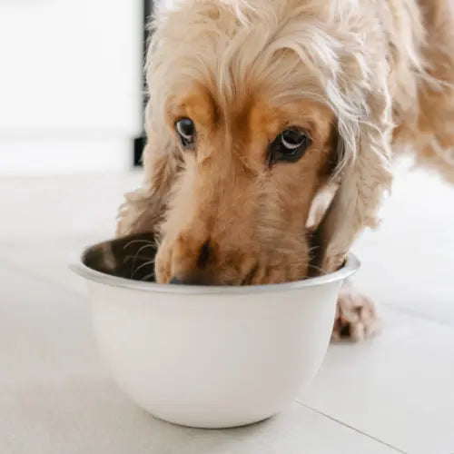 spaniel eating dog food