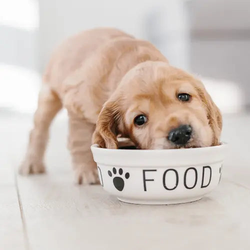 cocker spaniel puppy eating