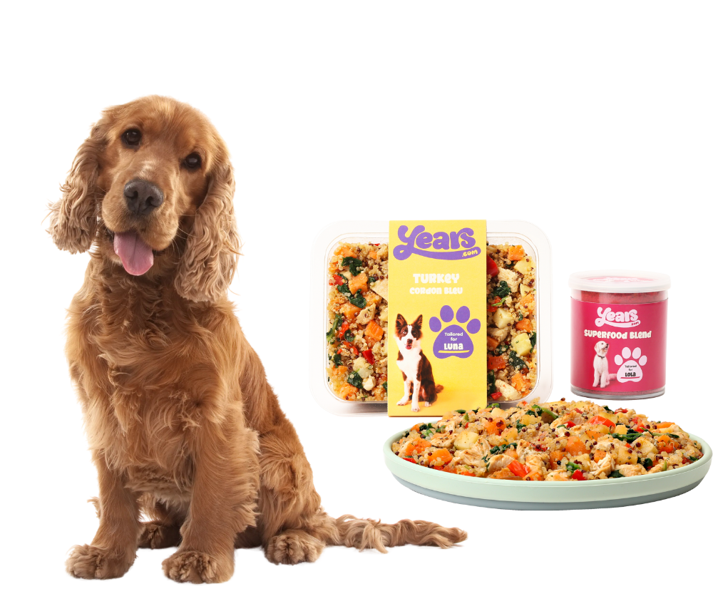 Cocker Spaniel with Years Plan