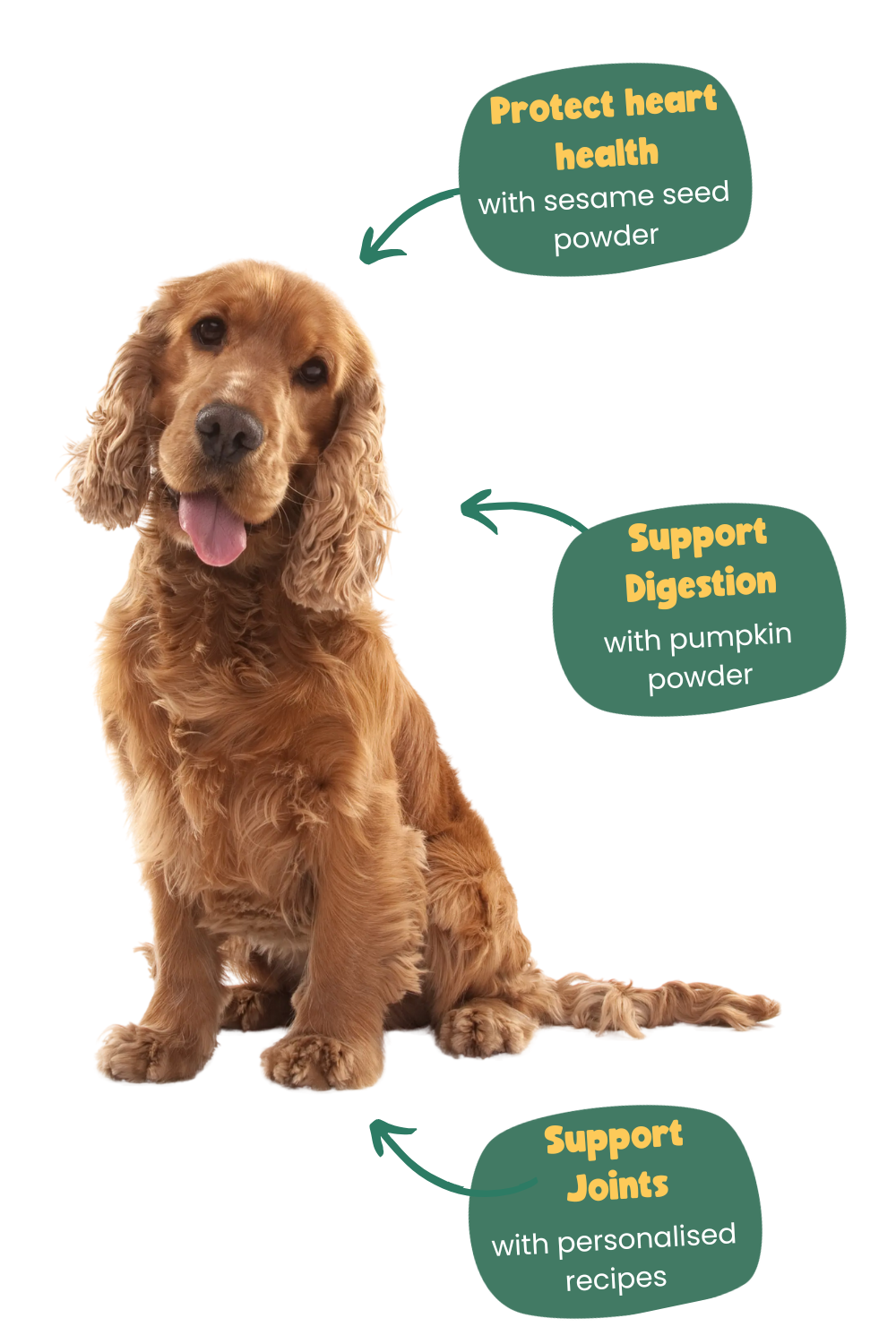 Benefits of Years for Cocker Spaniels