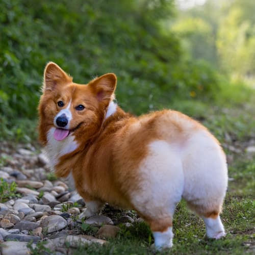 Corgi showing off its bottom