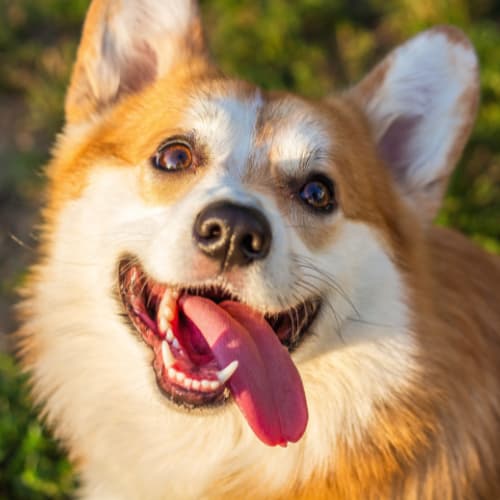 Corgi with a happy face