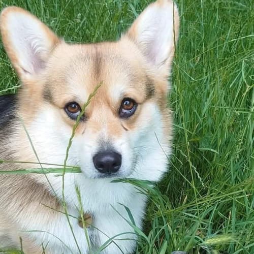 Corgi in grass
