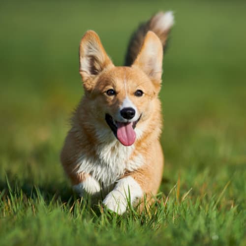 Corgi running in field