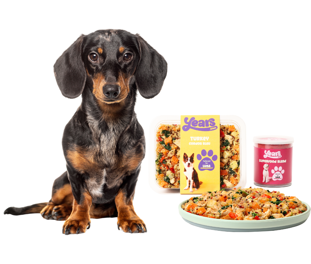 dachshund with fresh dog food