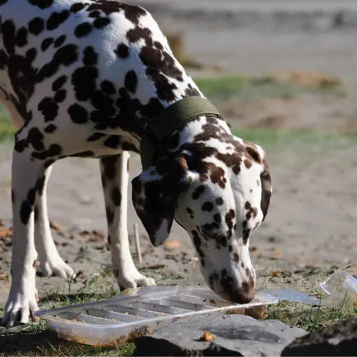 Dalmatian eating a years tray
