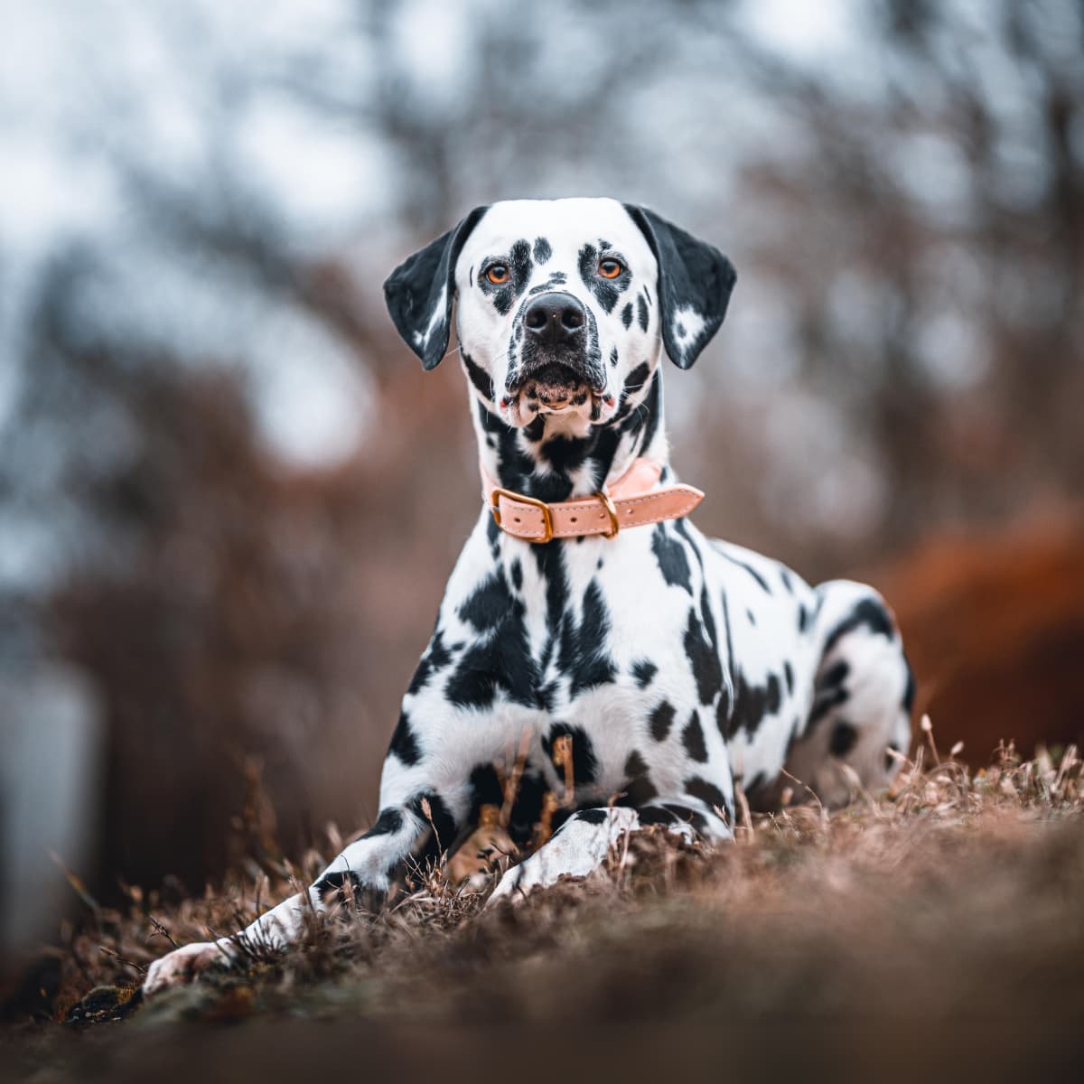 Years dalmatian hero image 