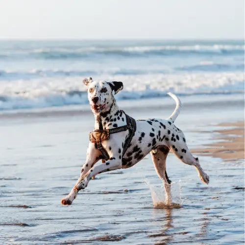 dalmatian running on the beach