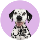 Dalmatian profile picture