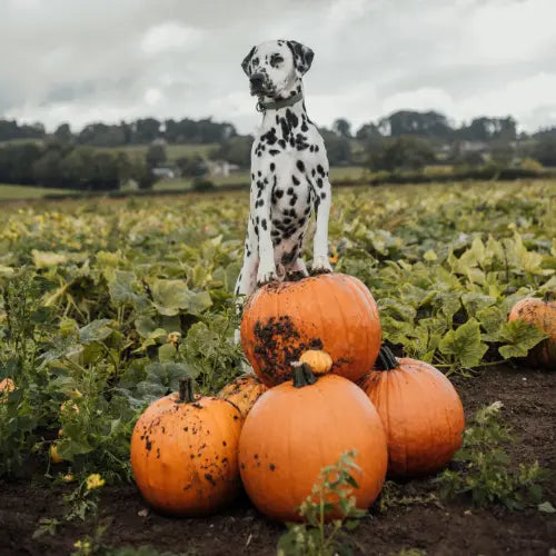 Dalmatian with pumpkins 