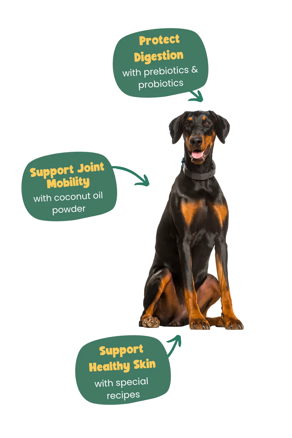 benefits for a Doberman of Years meals