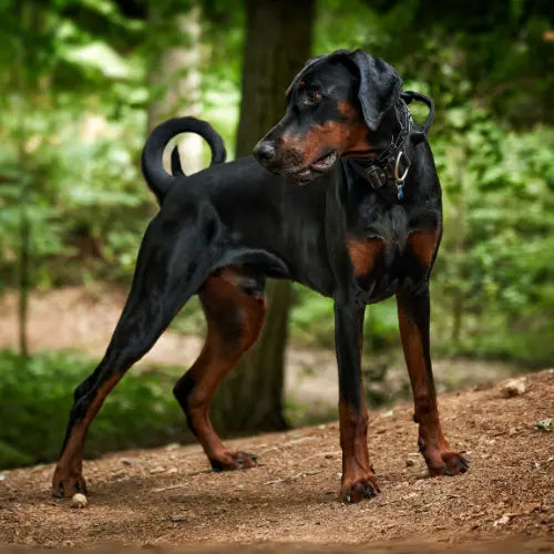 Doberman in forest