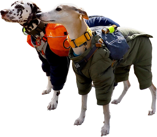 Personalizado para tu perro