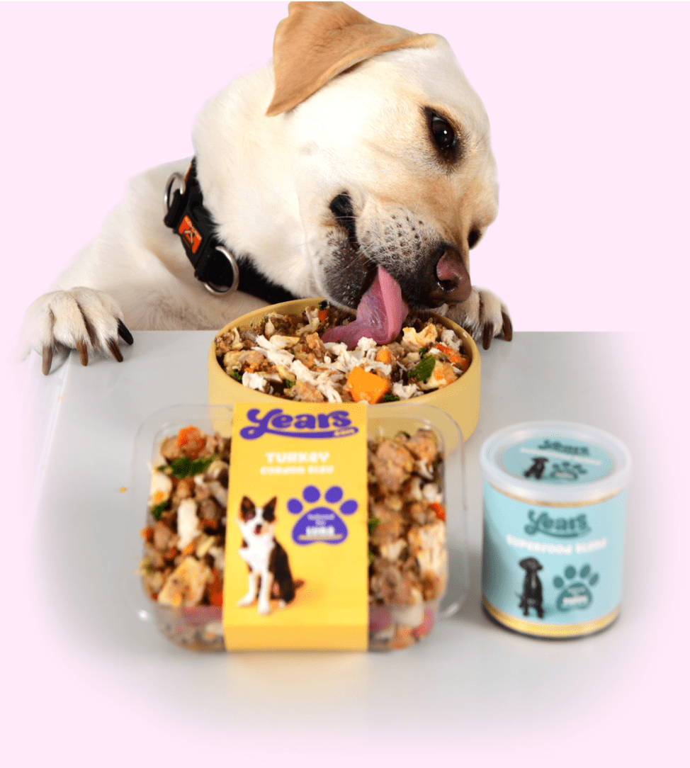 Labrador eating dog food high in antioxidants from table