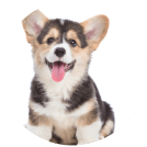 corgi puppy