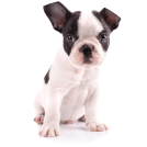 french bulldog puppy