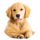 labrador puppy