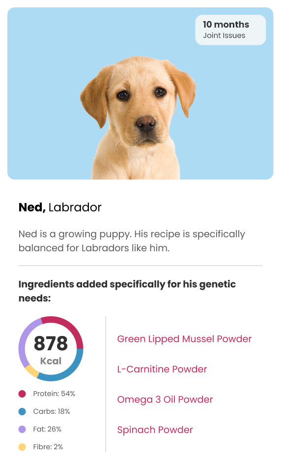 Best Puppy Food UK Personalised Grain Free Puppy Food best-puppy-food-uk-personalised-grain-free-puppy-food